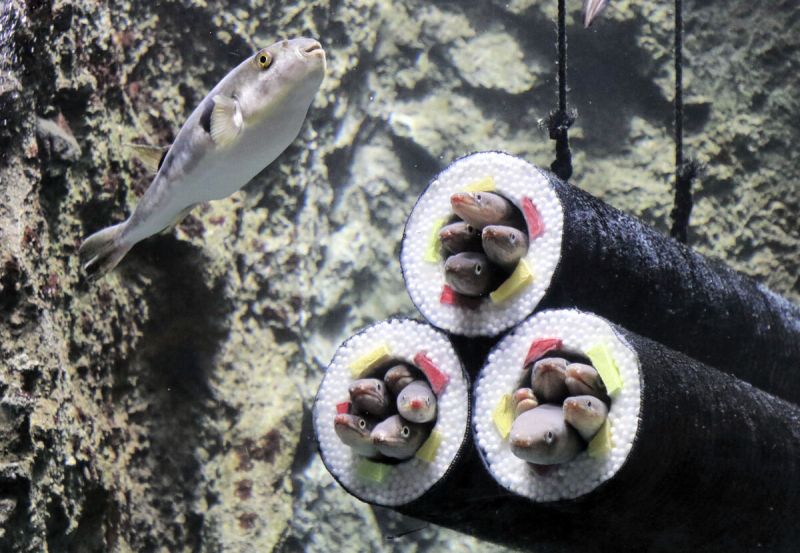 be-ca-hinh-sushi-ehomaki be-ca-hinh-sushi-ehomaki